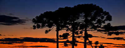 ARAUCARIA - 01 - INVERTIDO