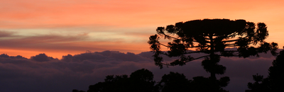 ARAUCARIA - 02 - INVERTIDO