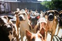AUDIÊNCIA PÚBLICA 17/03 - ANIMAIS DE RUA